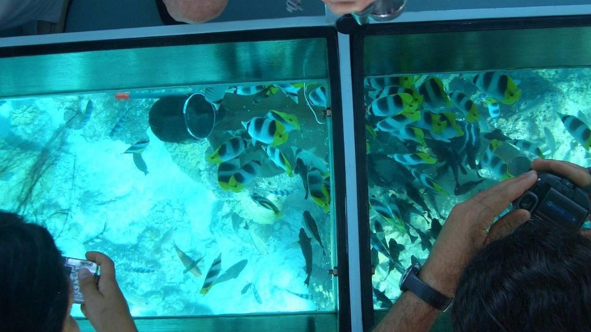 glass bottom boat sharm el sheikh   Discover Egypt’s Red Sea Wonders with VIP Sharm