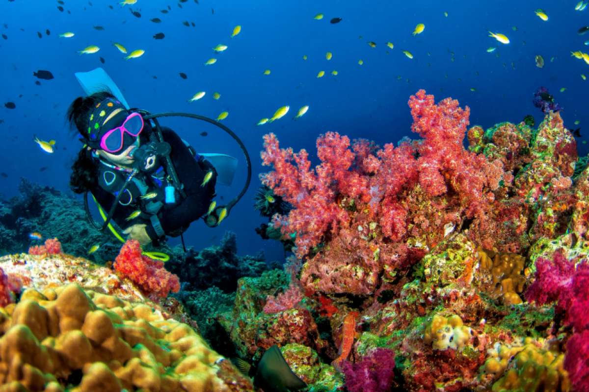 snorkeling sharm el sheikh Explore Egypt’s Underwater Paradise