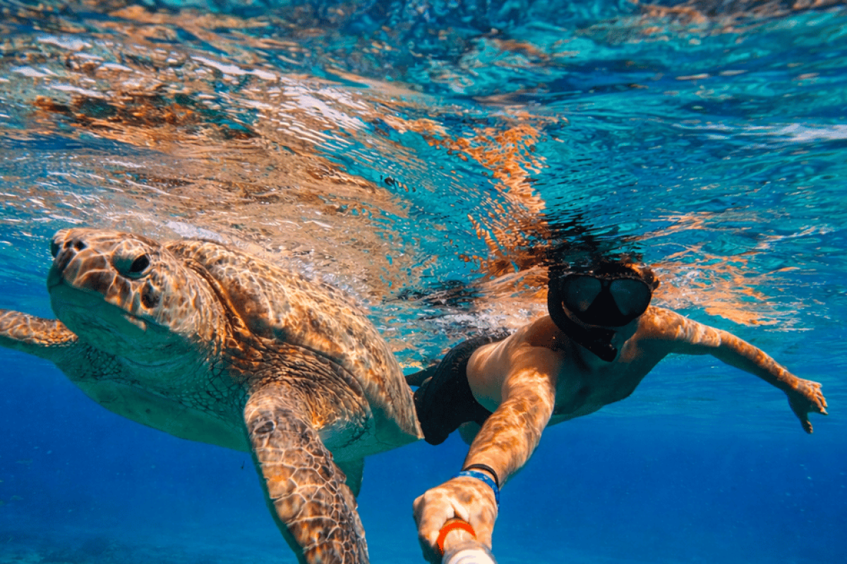 Top snorkeling trips sharm el sheikh - VIP Sharm
