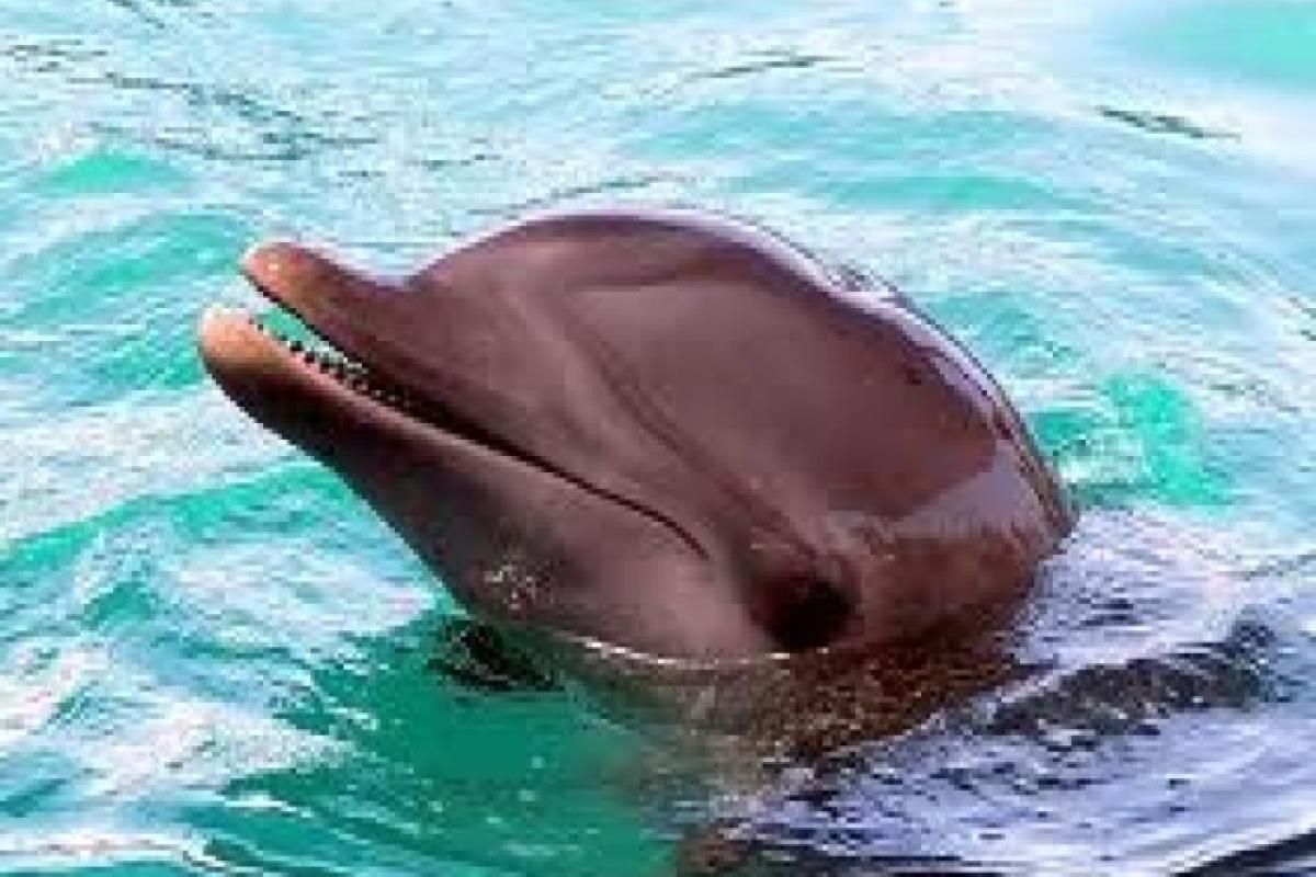 Experience the Magic ofdolphins sharm el sheikh
