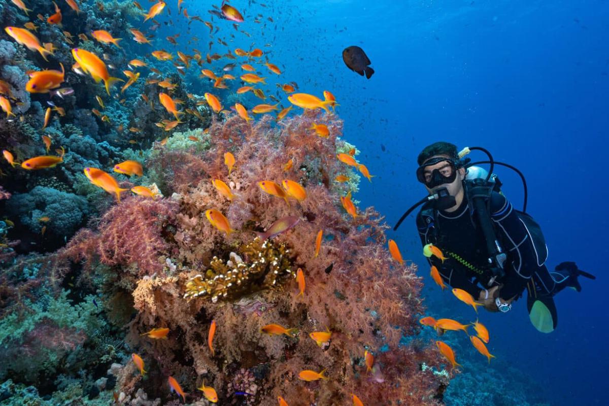 The Magic of the Red Sea in Dive in Sharm El Sheikh