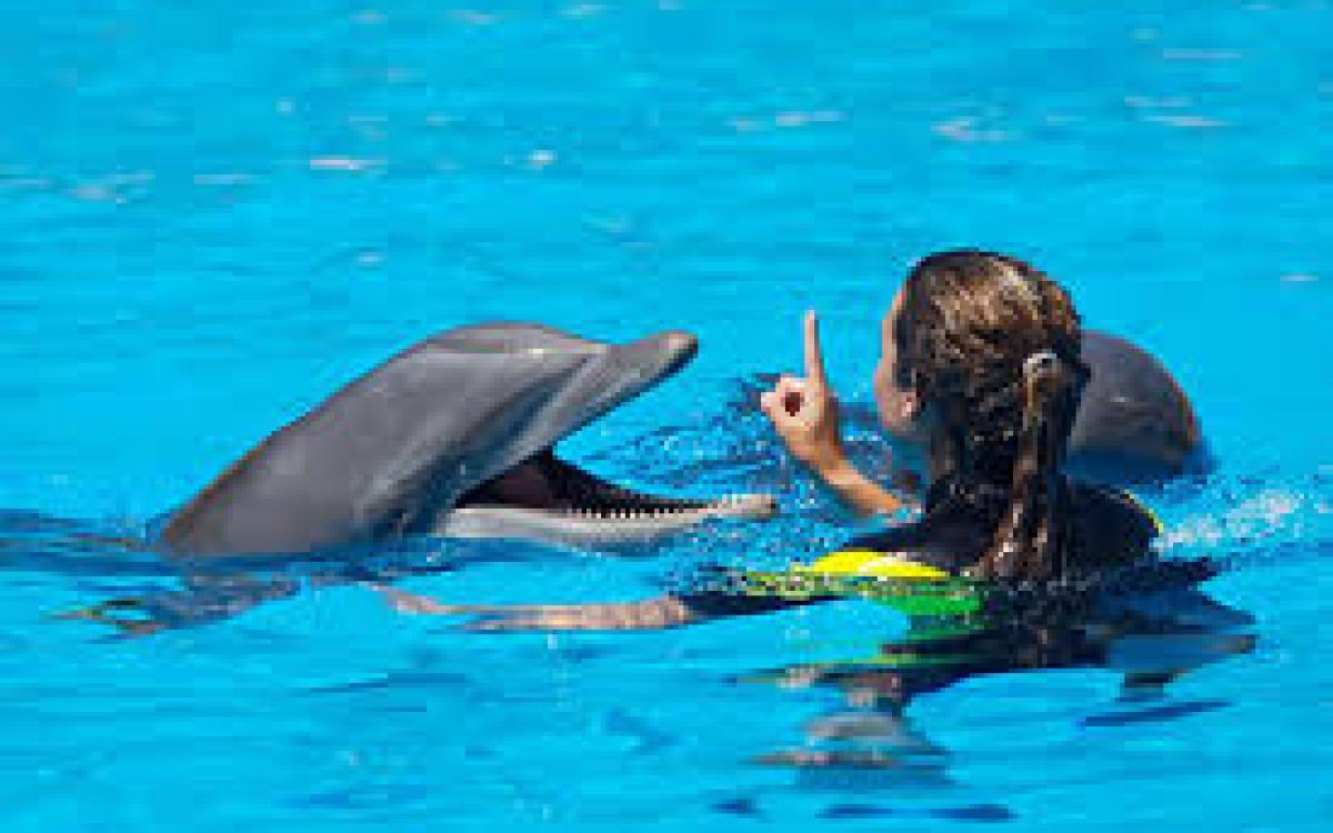Dolphin Show | Swimming with Dolphins Excursion in Sharm El Sheikh